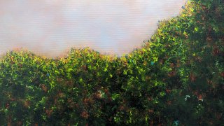 Forêt détail